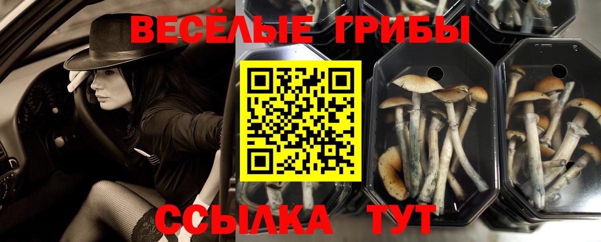 Псилоцибиновые грибы мухоморы Новоалтайск